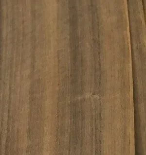mansonia-sifar.jpg